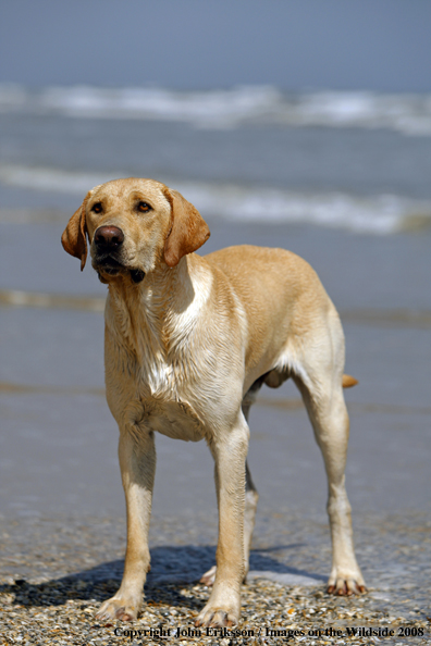 Yellow Labrador Retriever