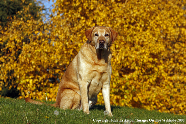 Yellow Labrador Retriever