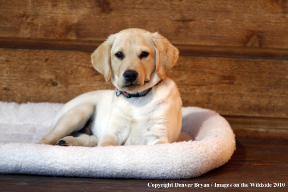 Yellow Labrador Retriever Puppy on bed