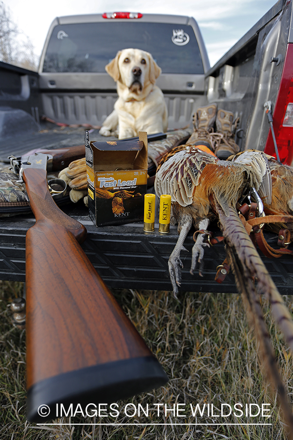 Yellow lab with bagged pheasant in back of pick-up.