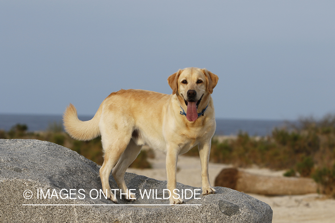 Yellow lab exploring beach.