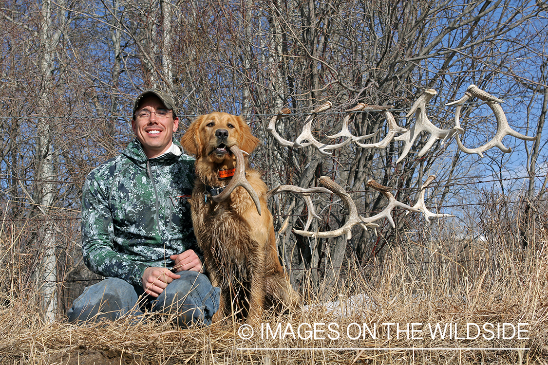 Shed hunter and golden retriever with collected antler sheds.