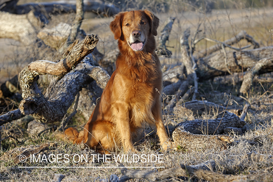 Golden Retriever sitting by dead tree.