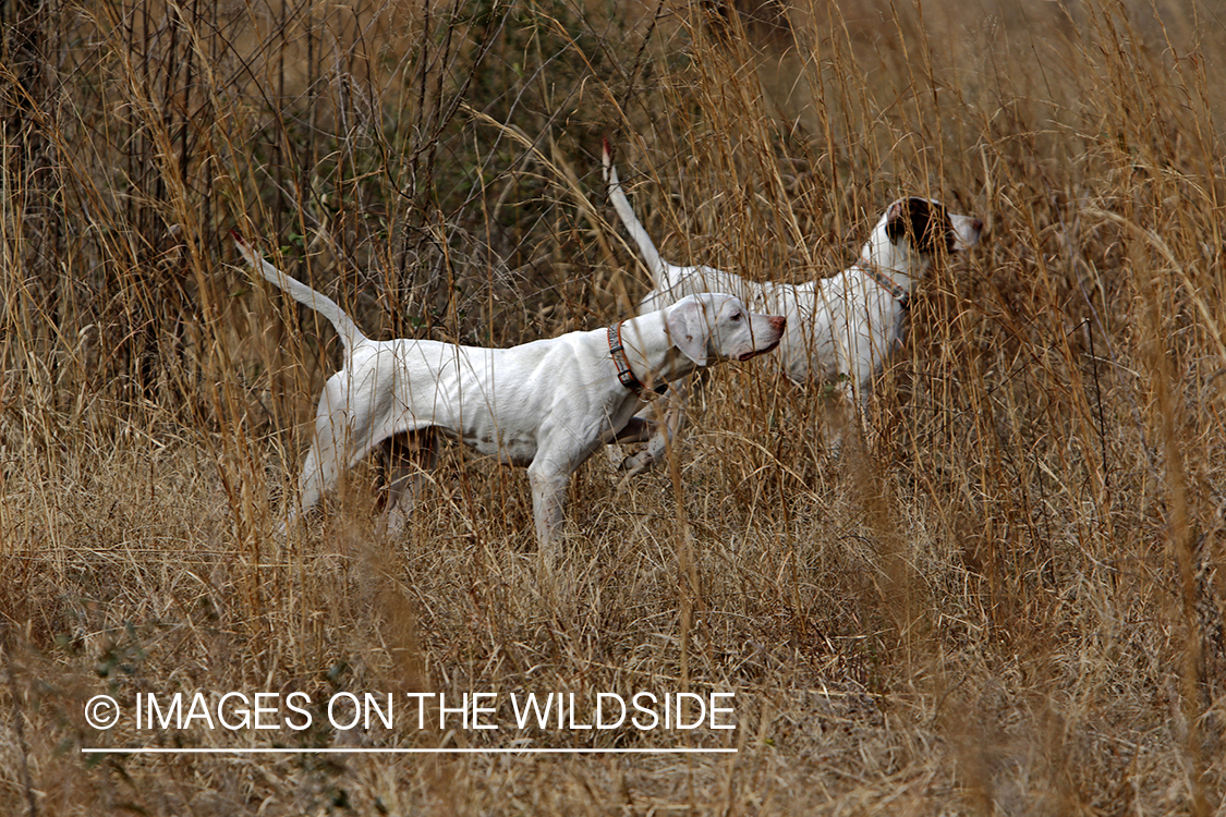 English pointers on bobwhite quail hunt.