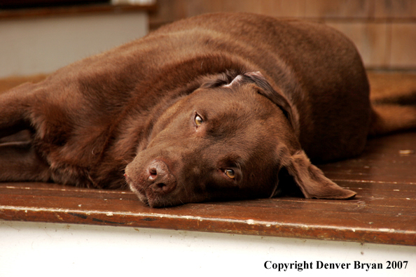 Chocolate Labrador Retriever