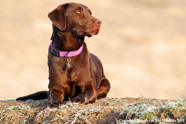 Chocolate Labrador Retriever in field