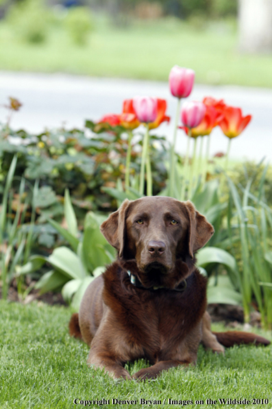 Chocolate Labrador Retriever