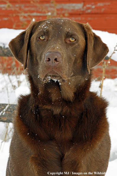 Chocolate Labrador Retriever