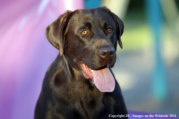 Chocolate Labrador Retriever.