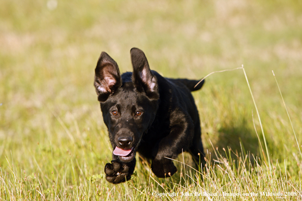 Black Labrador Retriever pup