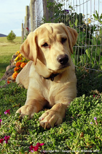 Yellow Labrador Retriever puppy