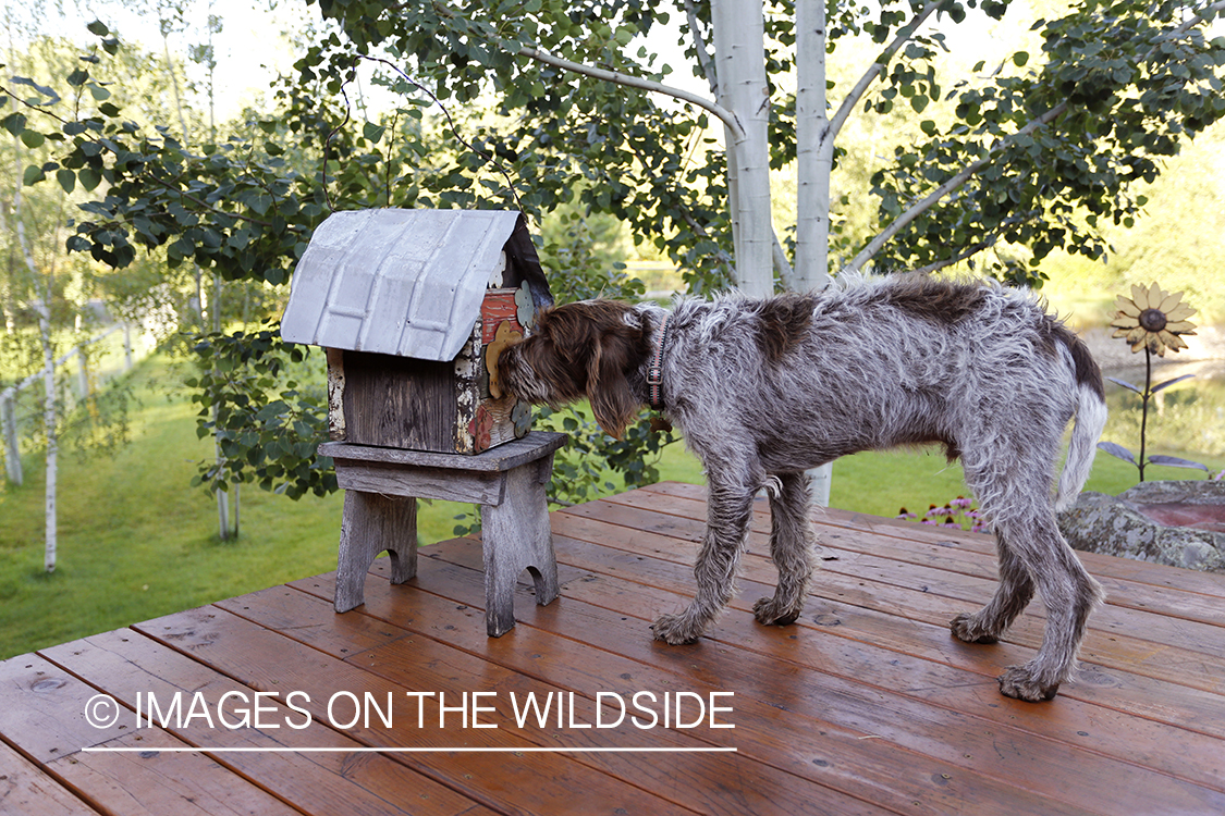 Wirehaired pointing griffon inspecting bird house.