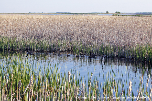 Goose family swiming in wetlands habitat