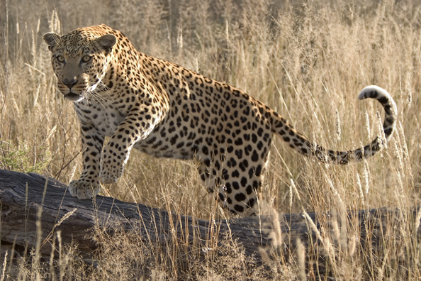 Leopard in habitat. Africa