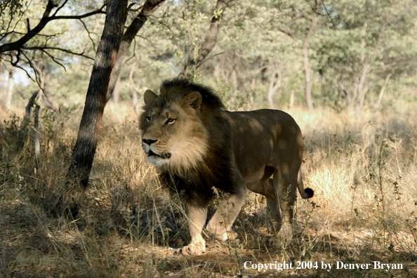 Male African lion in habitat. Africa