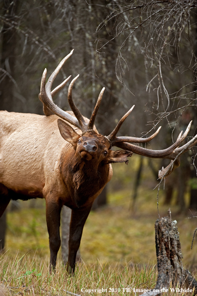 Rocky mountain elk in habitat.