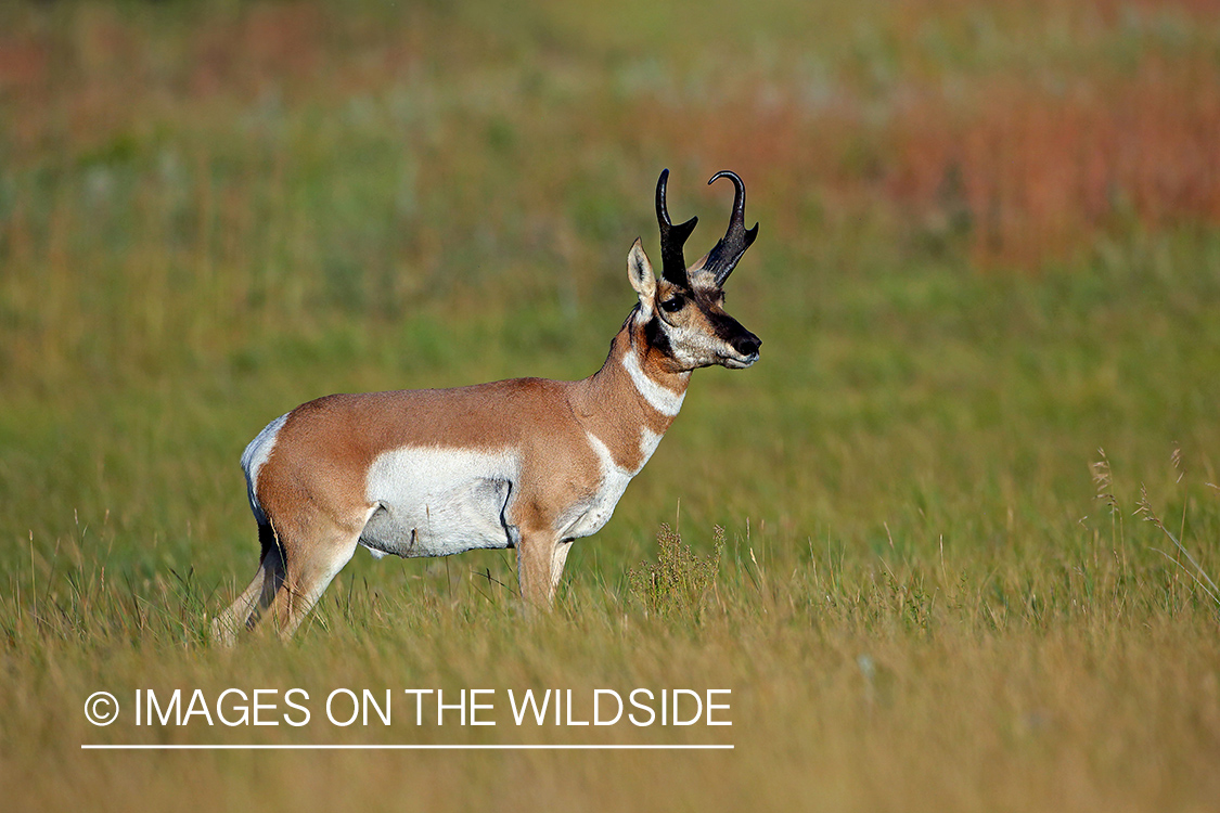 Pronghorn antelope in field.