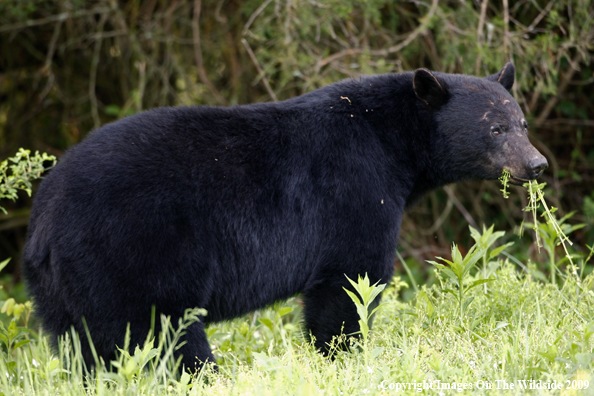 Black Bear in habitat