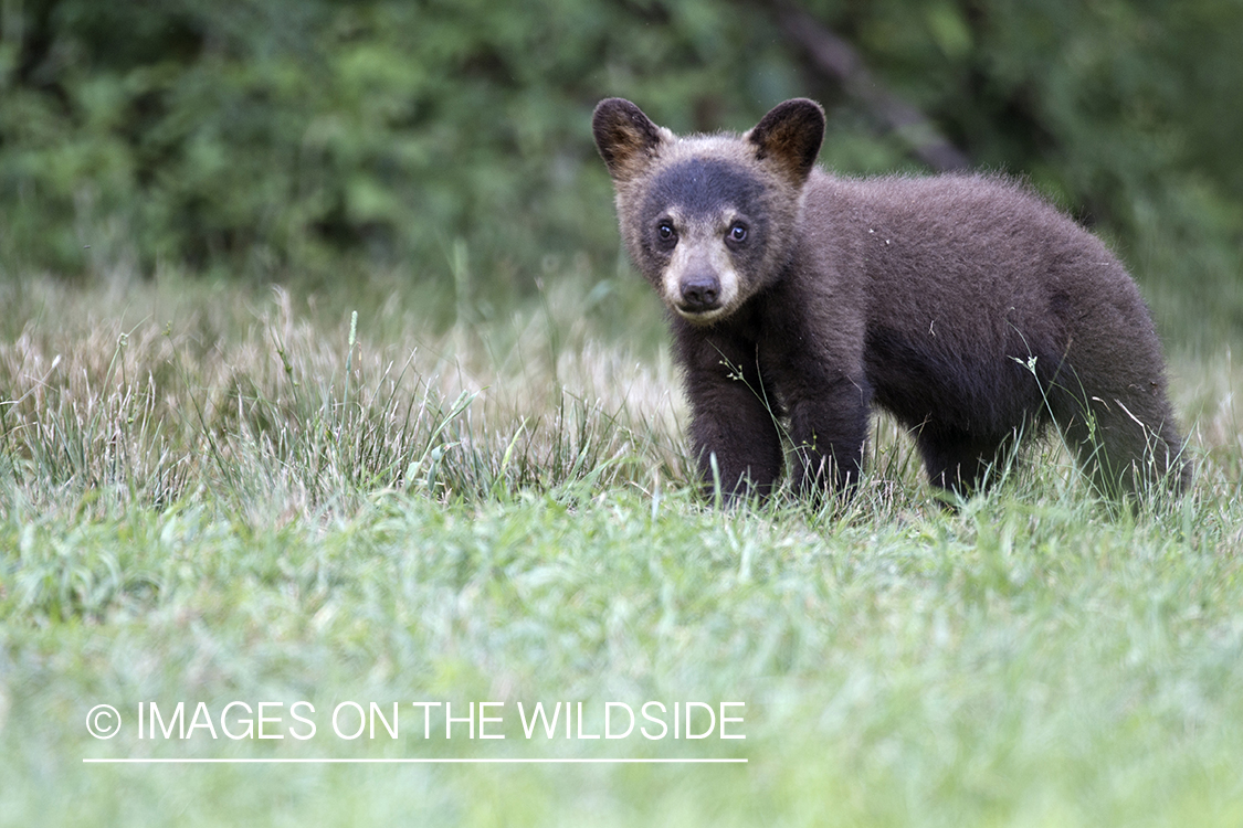 Black Bear cub in habitat.