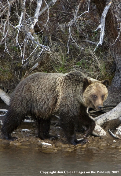 Grizzly bear in habitat