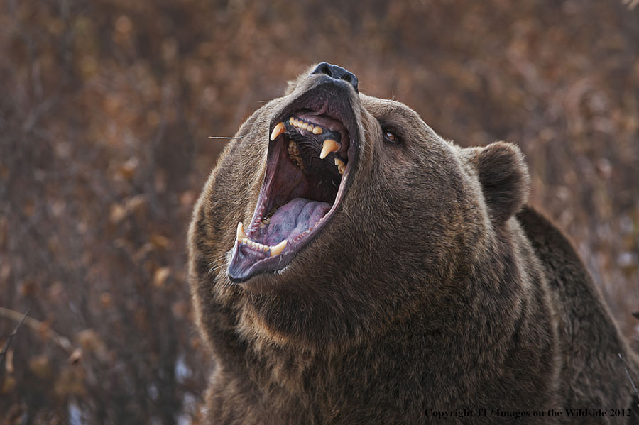 Grizzly Bear in growling.