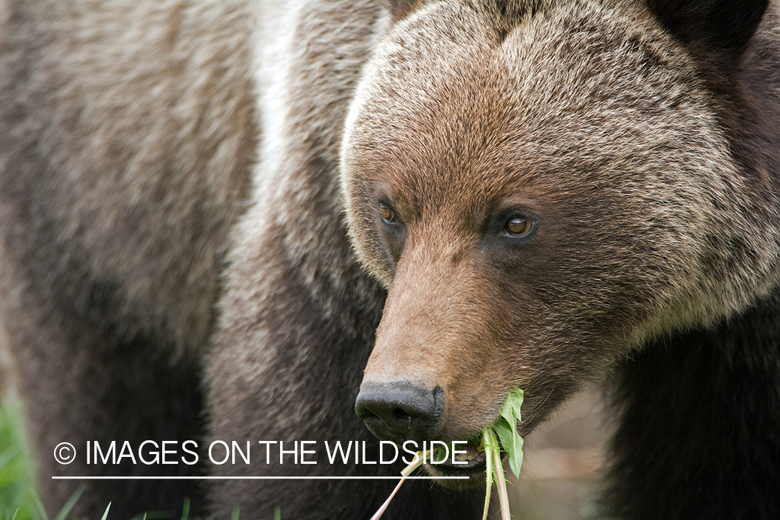 Grizzly bear in habitat.