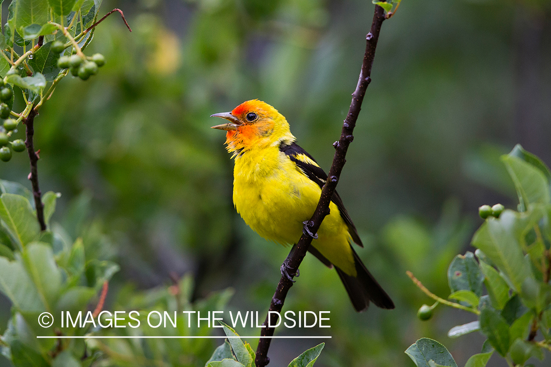 Western tanager singing in habitat.