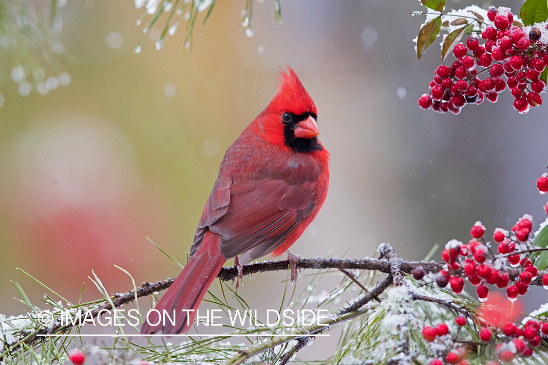 Northern Cardinal on branch.