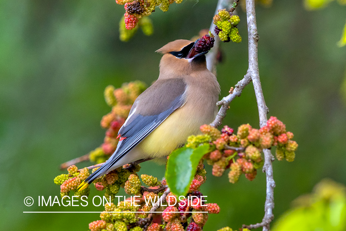 Cedar waxwing on branch.