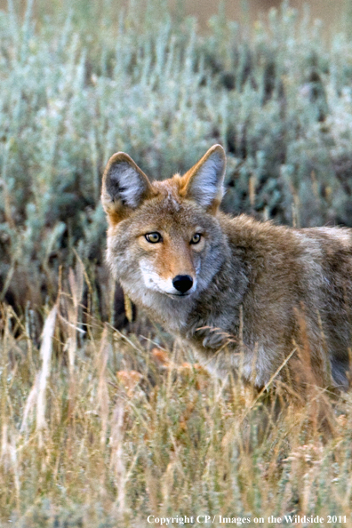 Coyote in habitat. 