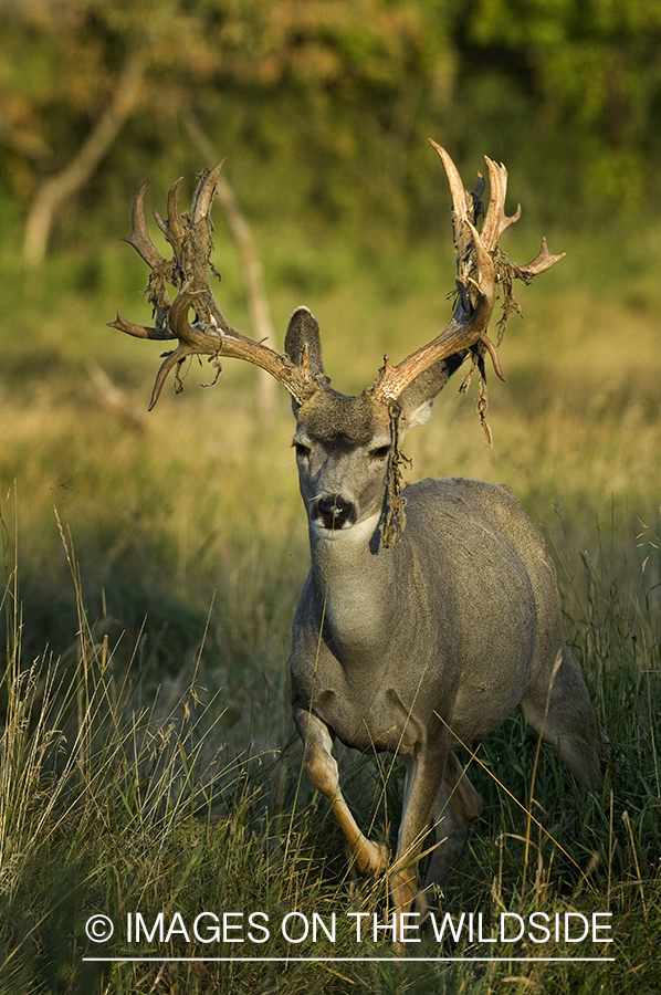 Mule deer in habitat.