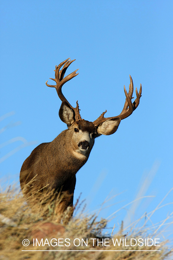 Mule deer buck in habitat. 