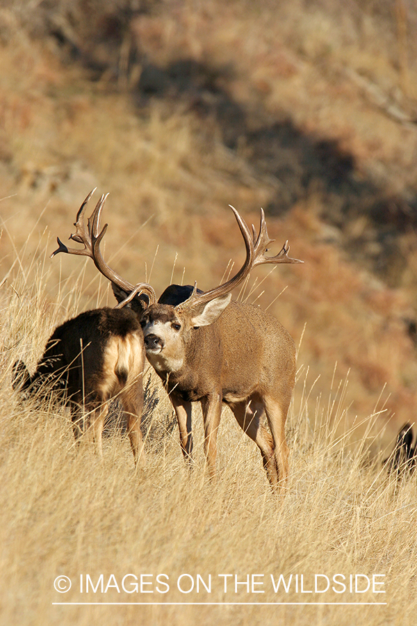 Mule deer buck with doe during rut. 