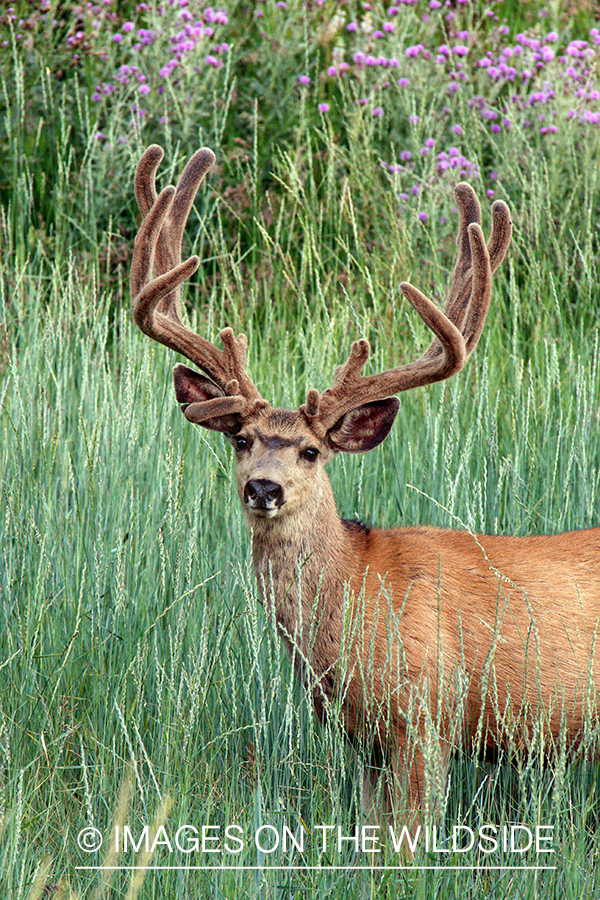 Mule deer buck in habitat. 