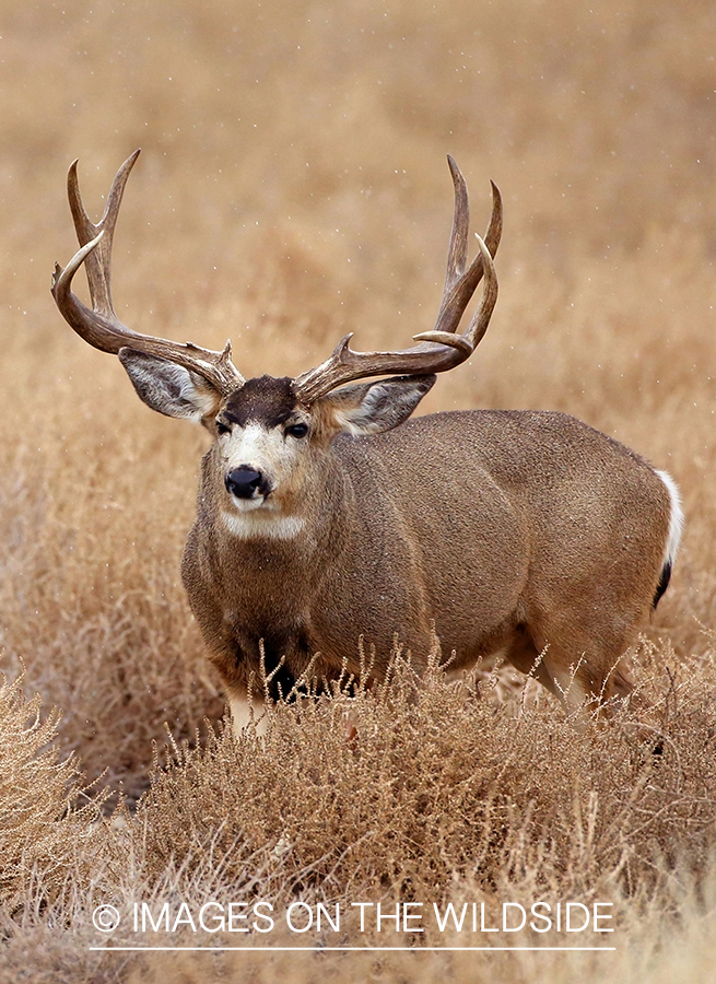 Mule deer buck in habitat.