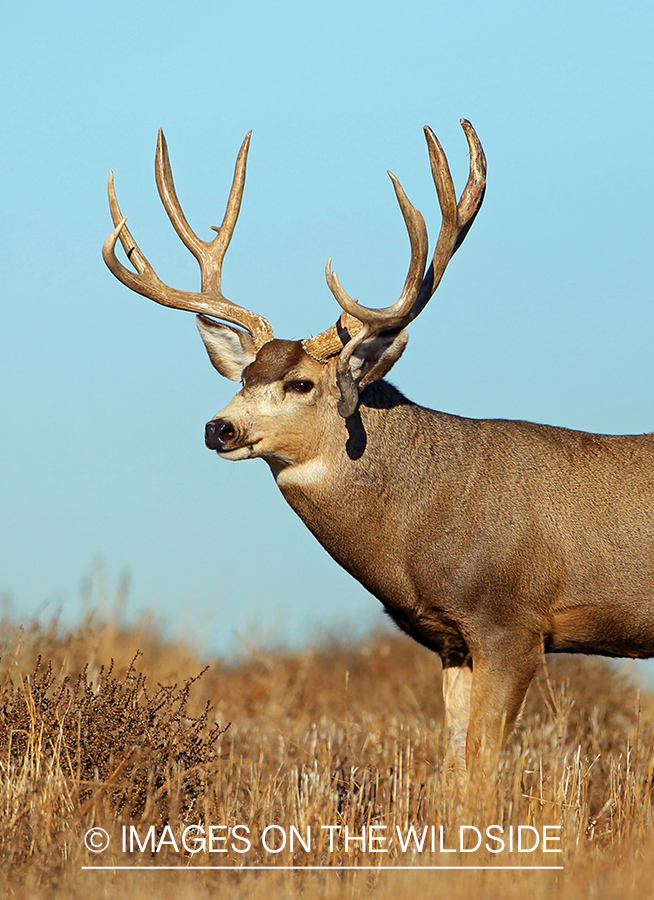 Mule deer buck in field.