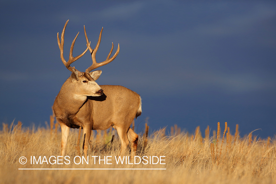 Mule deer buck in field.