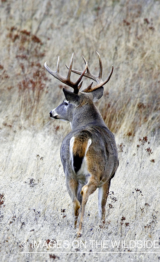 White-tailed deer in field