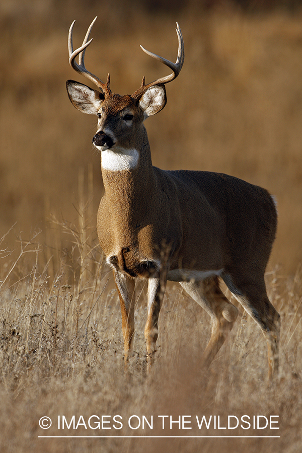 Whitetail Buck