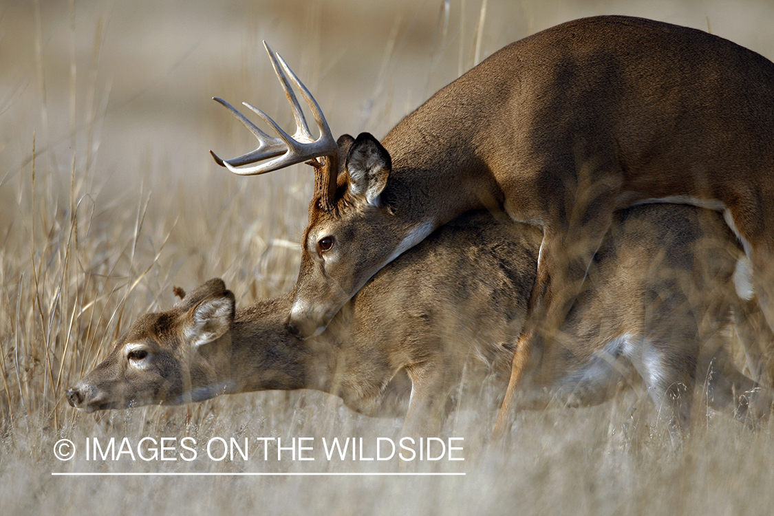 Whitetail deer mating