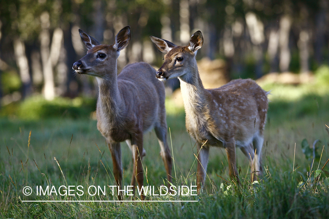 Twin Whitetail fawn in habitat