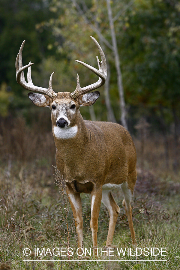 Whitetail buck in habitat