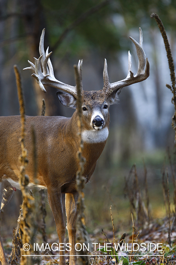 Whitetail buck in habitat