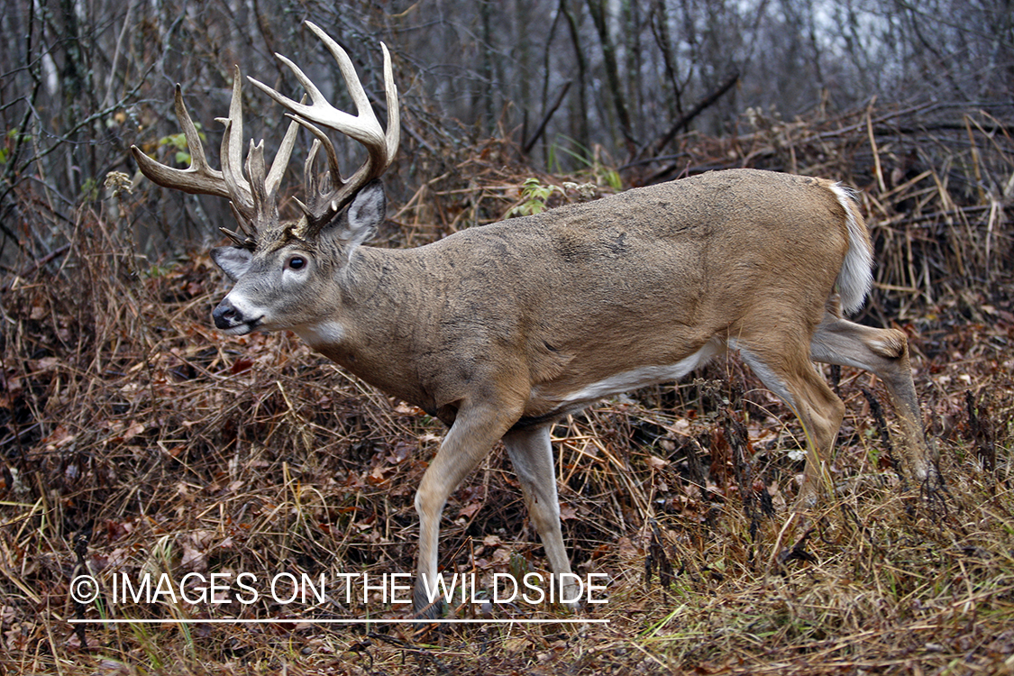 Whitetail buck in habitat