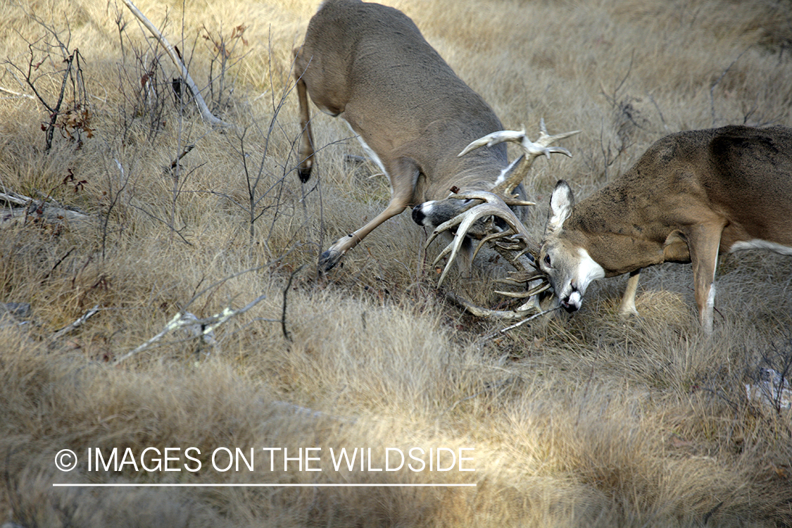 Whitetail bucks fighting