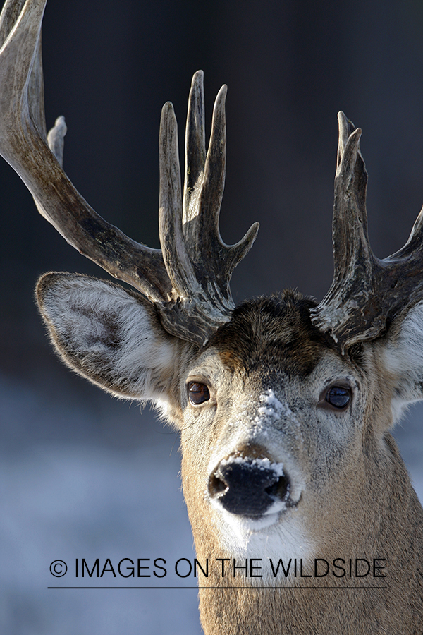 White-tailed buck in habitat.