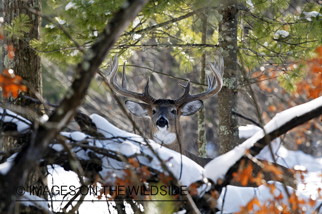 White-tailed buck in habitat.