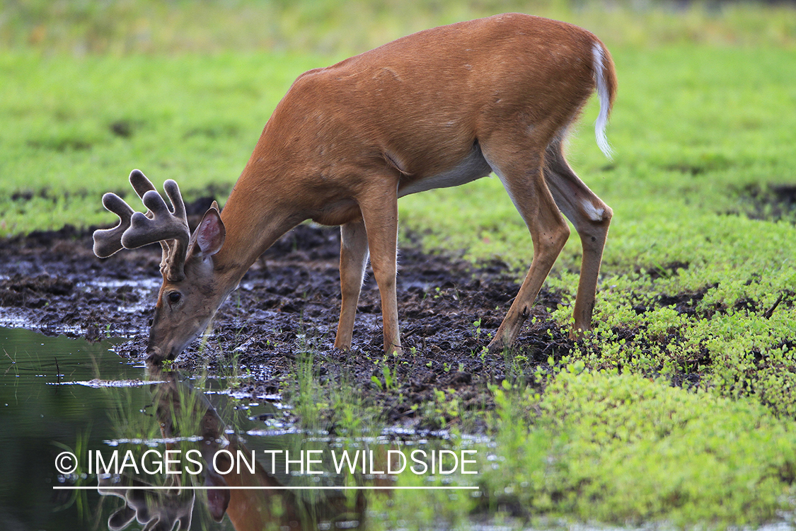 Whie-tailed deer apple creek