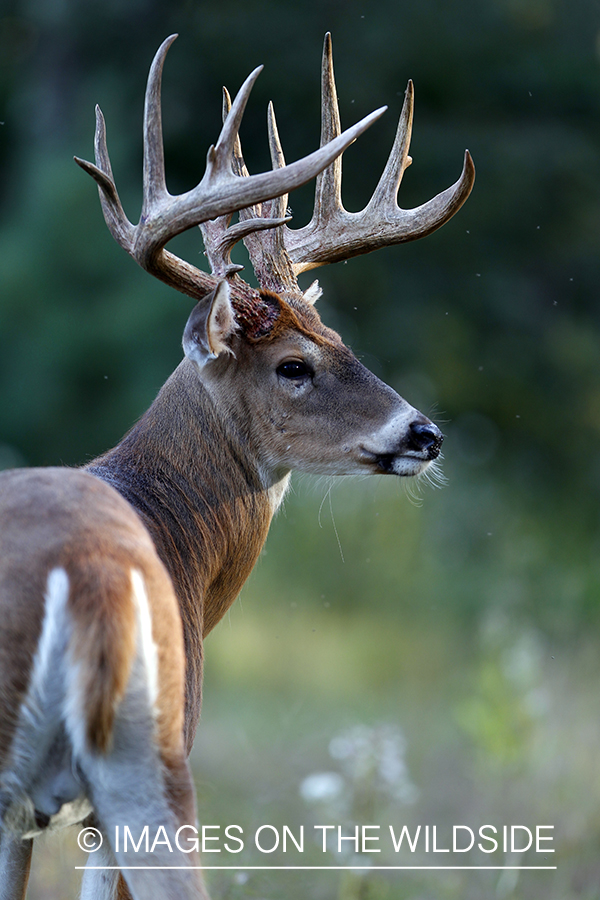 White-tailed buck in habitat