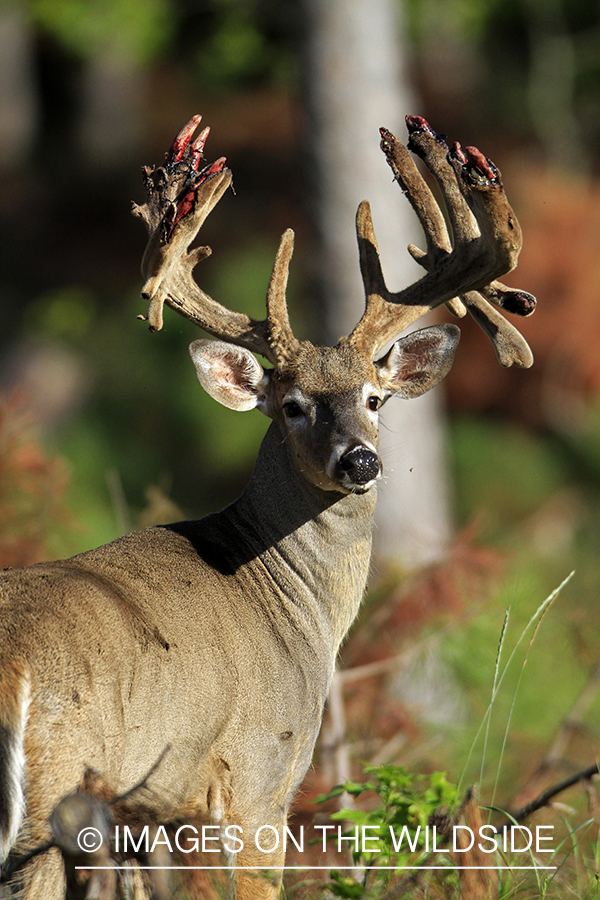 White-tailed buck in velvet 